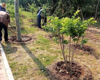 建綠透綠成商河常態(tài)!厲害了,我的園林城市_商河縣_大眾網