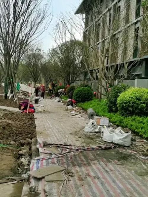 施工現(xiàn)場(chǎng)實(shí)拍 園林綠化工程 園林景觀工程 綠化工程 施工現(xiàn)場(chǎng) 園林景觀 工程人 園林綠化 市政工程