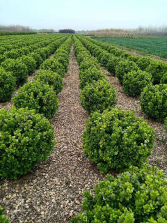 廊架施工、園林養護綠化、承接綠化工程綠化養護庭院設計