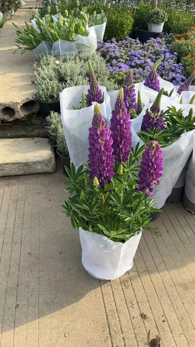 園林綠化工程苗木人 #全網搜索苗木有緣人 廠房綠化設計施工