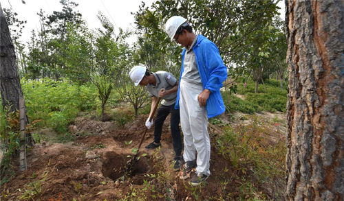 盛夏果實,不負光陰 人文園林綠化施工實操技能培訓(xùn)圓滿完成