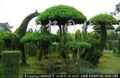 園林景觀藝術與工程實踐 從雕塑小品到綠化實景的完整圖鑒